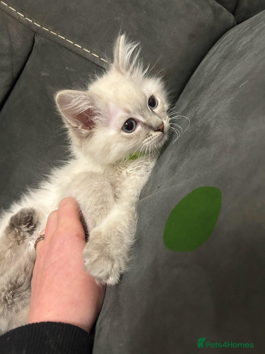 Ragdoll cats for sale: Totally adorable pure Ragdoll boys - Advert 4