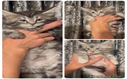 Maine Coon cats for sale: READY NOW..Silver XXL kittens  - Image 1
