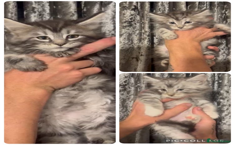 Maine Coon cats - Advert 3