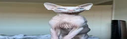 Sphynx cats for sale: Female Sphynx - Advert 15