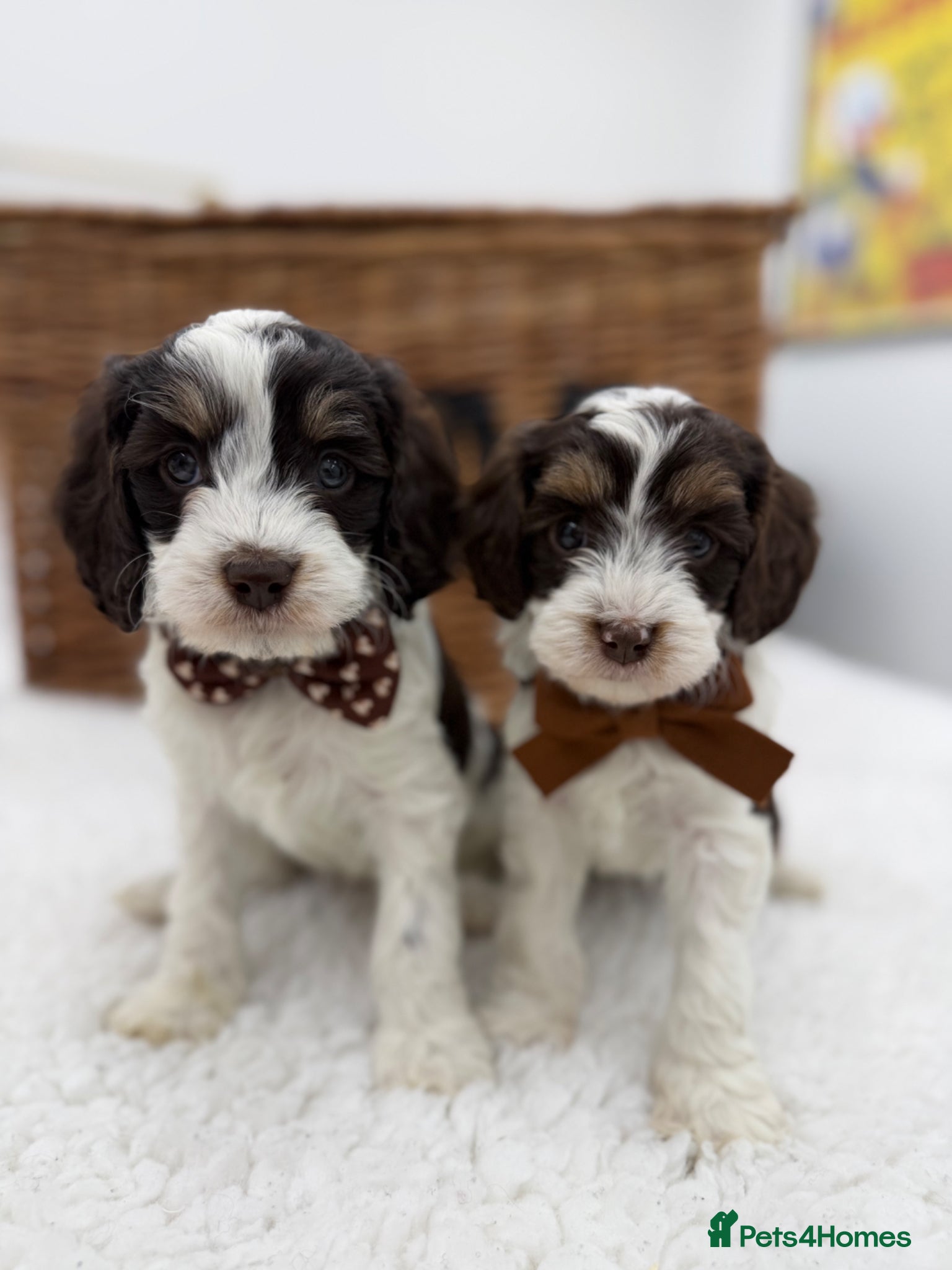 Cavapoo dogs F1 E ** tensively health tested choc tri cavapoos - Advert 2