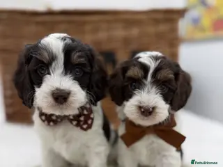 Cavapoo dogs F1 E ** tensively health tested choc tri cavapoos - Advert 2