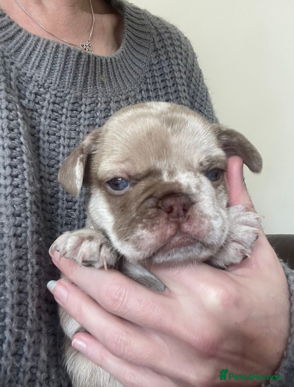 French Bulldog dogs Dbl lilac & cream Merle boy💙french bulldog puppy - Advert 11