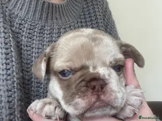 French Bulldog dogs Dbl lilac & cream Merle boy💙french bulldog puppy - Advert 11