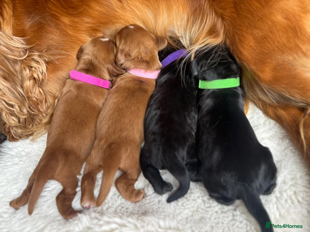 Cocker Spaniel dogs for sale: Beautiful Working Cocker Spaniels-health tested✅ - Advert 2