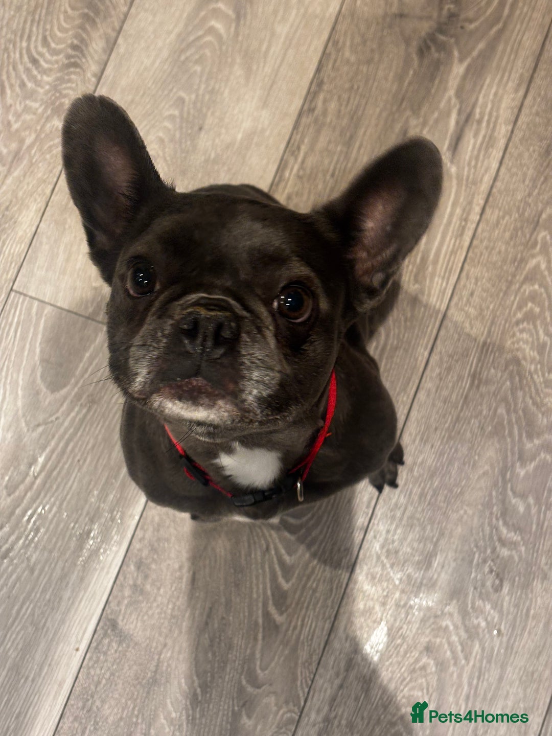 French Bulldog dogs for sale: Female French bulldog  - Advert 2