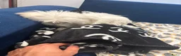 Bichon Frise dogs for sale: Meet our two little bundles of joy! - Advert 3