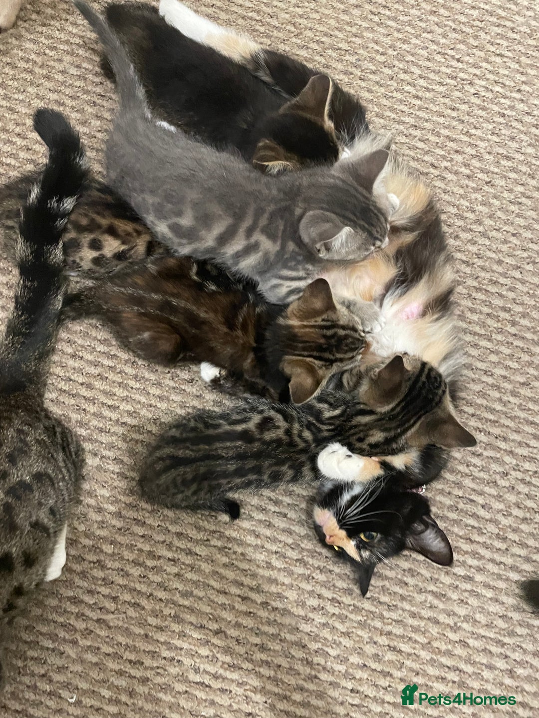 Munchkin cats for sale: Beautiful Bengal Tabby Munchkin Kittens for sale  - Advert 2