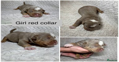 Old Tyme Bulldog dogs beautiful olde tyme bulldog puppies  - Advert 11