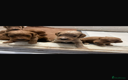 Cockapoo dogs for sale: Amazing litter of f1b cockerpoo puppies for sale - Image 5