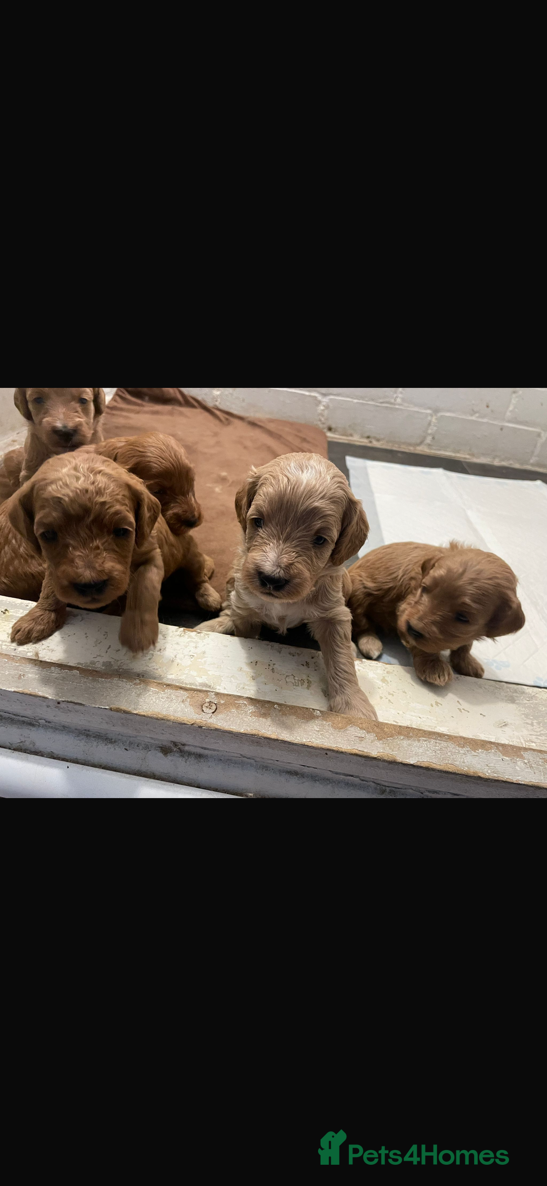 Cockapoo dogs for sale: Amazing litter of f1b cockerpoo puppies for sale - Image 5
