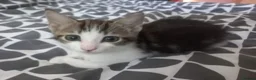 Mixed Breed cats for sale: Kitten for sale  - Advert 30