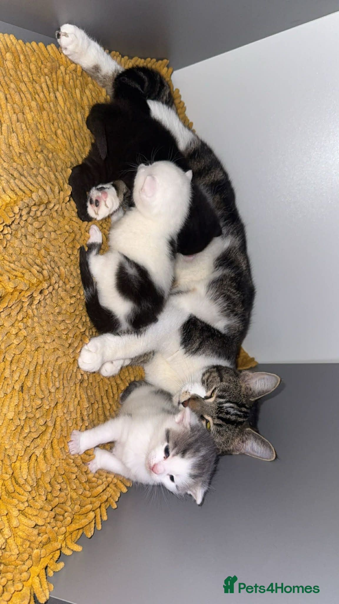 Domestic Shorthair cats For sale mum cat with kittens  - Advert 1