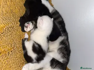 Domestic Shorthair cats For sale mum cat with kittens - Advert 1