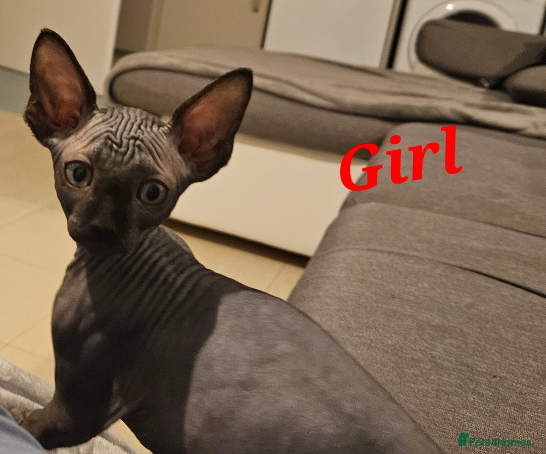 Sphynx cats for sale: Beautiful sphynx kittens - Advert 5