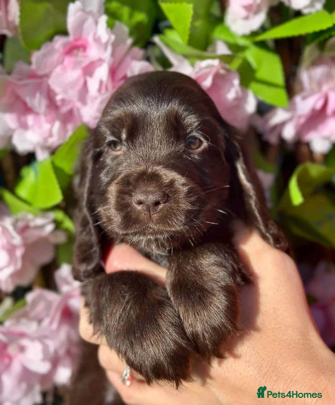 Cocker Spaniel dogs for stud: Stunning KC Reg Show Type - Advert 6