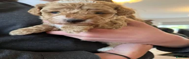 Maltipoo Puppy 3