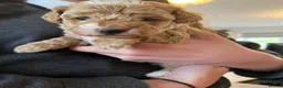 Maltipoo dogs for sale: Stunning Toy Maltipoo Puppies for sale  in Burton-on-Trent - Advert 8