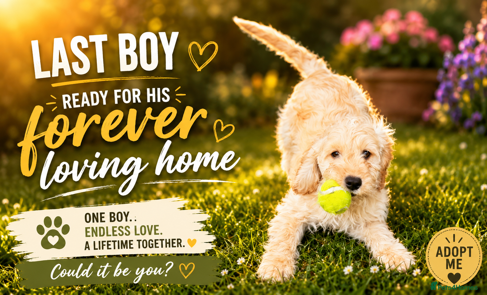 Cockapoo dogs Last boy Cockapoo F1 puppies for sale 🐶💙 - Advert 1