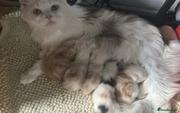 Maine Coon cats for sale: 2 maine coon kittens💕 - Image 9