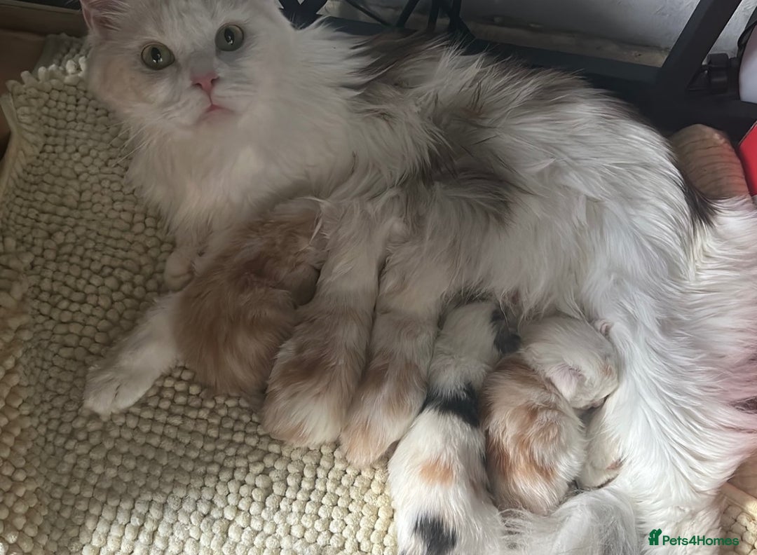 Maine Coon cats for sale: 2 maine coon kittens💕 - Image 9