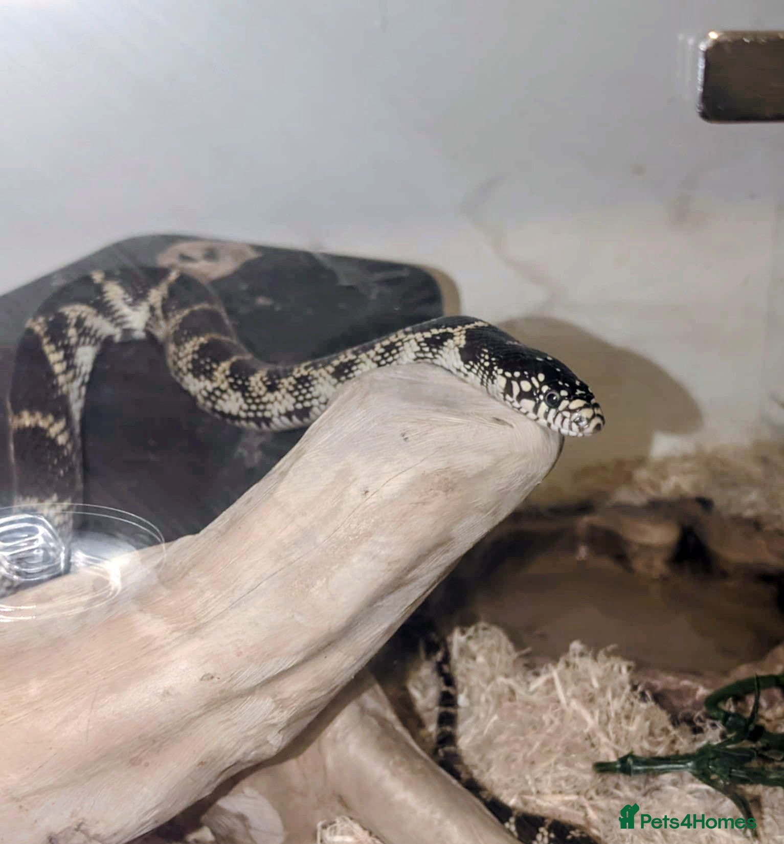 Snake reptiles California king snake  - Advert 2