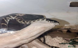 Snake reptiles for sale: California king snake  - Advert 1