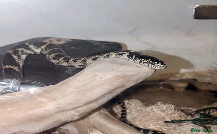 Snake reptiles California king snake  - Advert 1