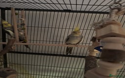 Cockatiels birds for sale: 4 cockatiels for sale - Image 5