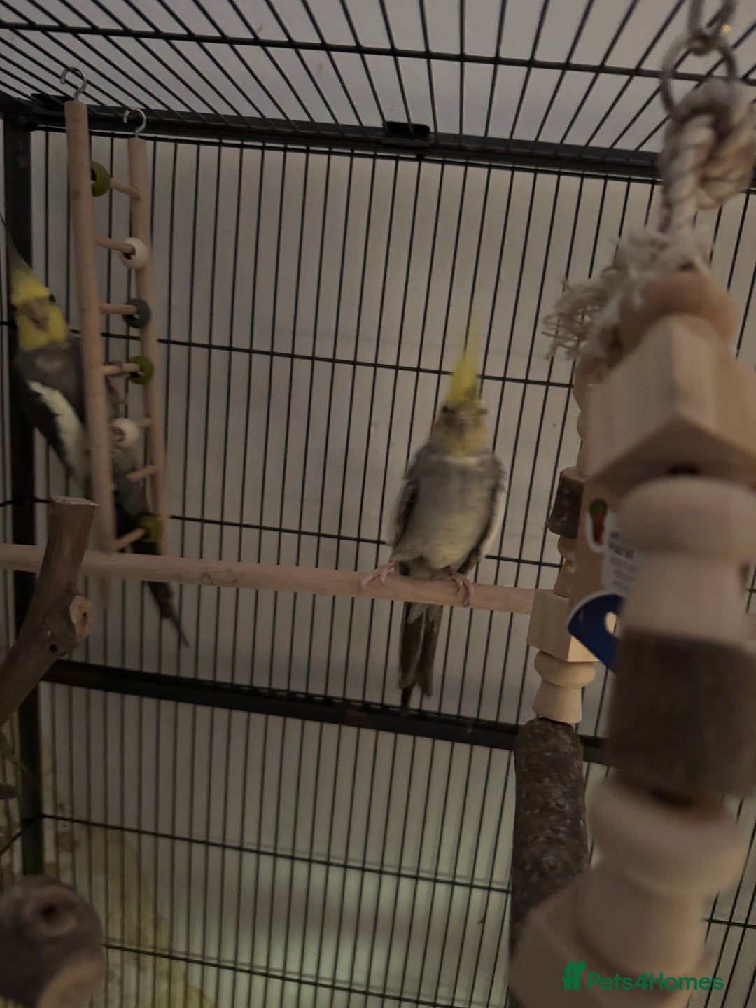 Cockatiels birds for sale: 4 cockatiels for sale - Image 5