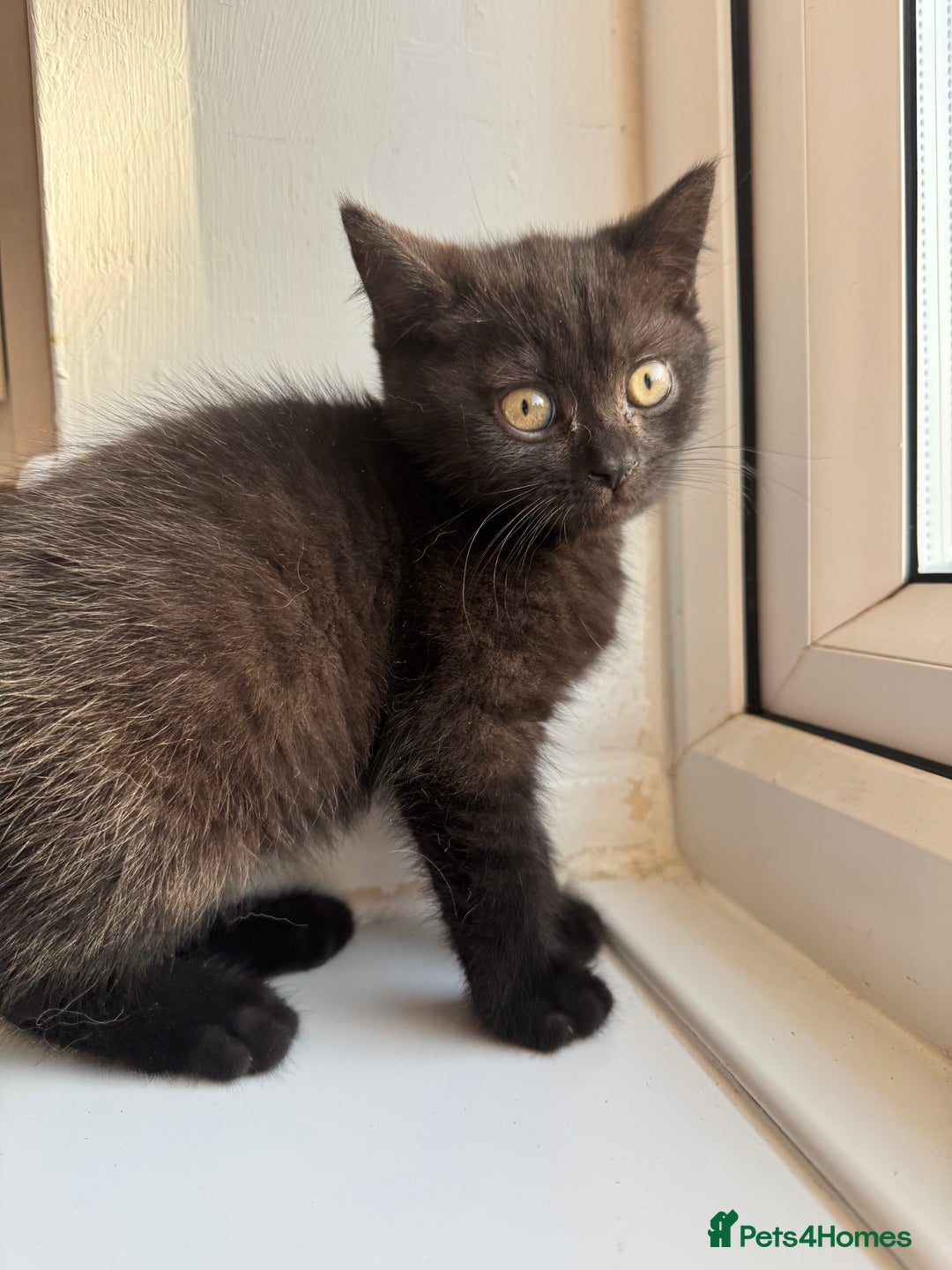 British Shorthair cats for sale: Chocolate BSH boy - Image 3