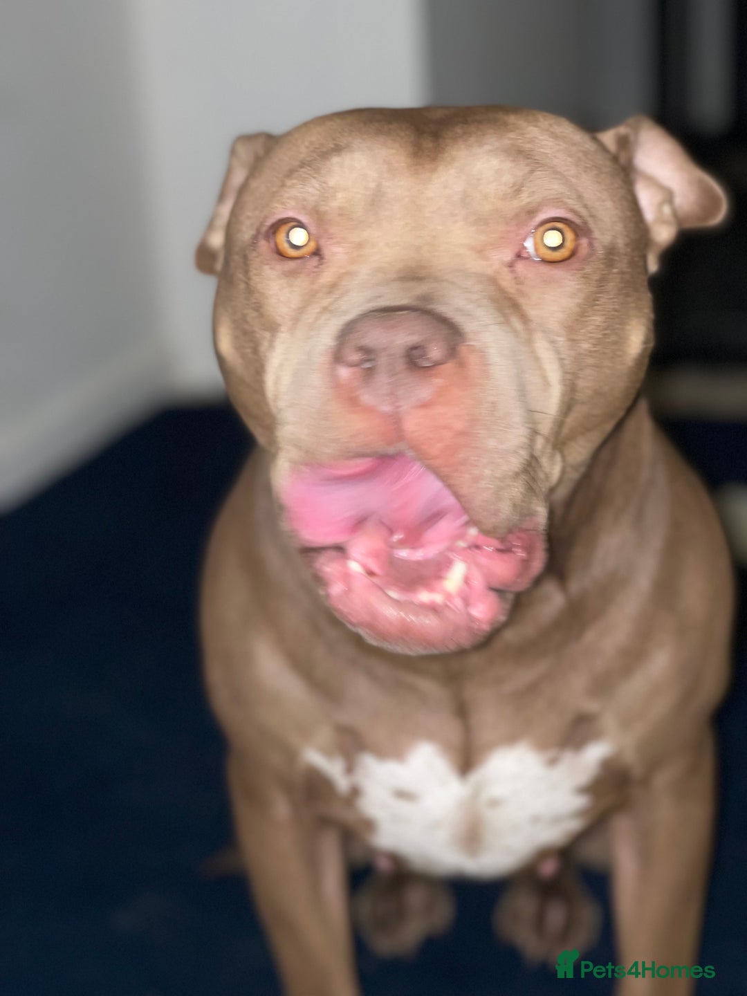 Mixed Breed dogs for sale: American bully/Pit x Rhodesian Ridgeback  - Advert 2