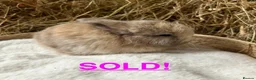 Mini Lop rabbits for sale: Mini lops for sale - Advert 2