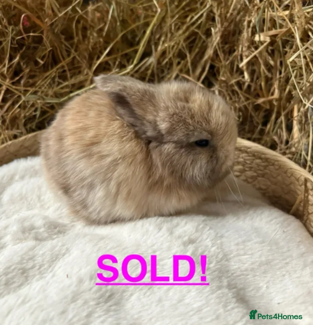 Mini Lop rabbits for sale: Mini lops for sale - Advert 2