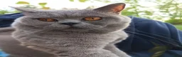 British Shorthair cats for stud: GCCF registered Blue British ShortHair stud  - Advert 5