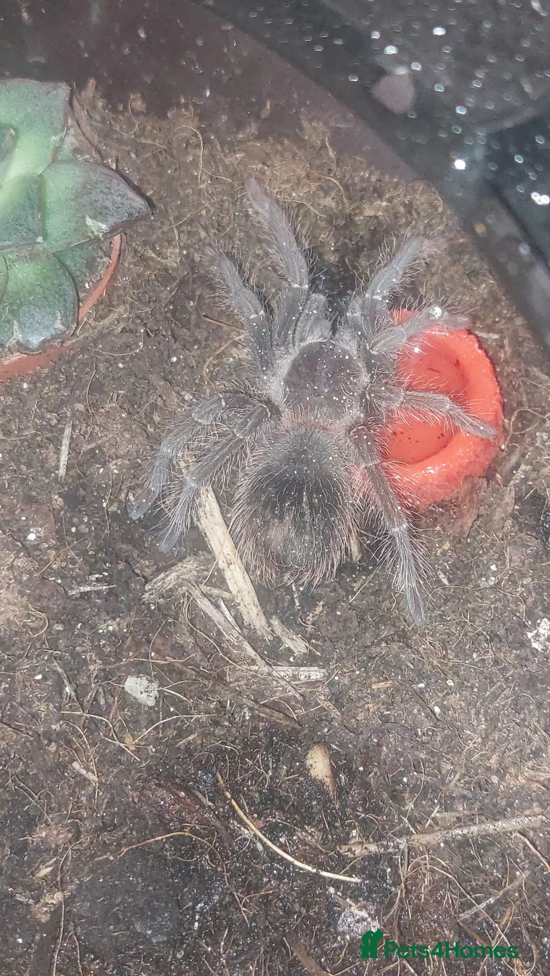 Tarantulas invertebrates for sale: Unsexed Turantulas  in Winchester - Advert 2