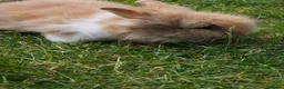 Lionhead rabbits for sale: Mini Lionhead Rabbit – Friendly 8-Week-Old Male - Advert 5
