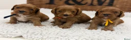 Cavapoo dogs for sale: F1 Health Tested Toy Cavapoos - Advert 5