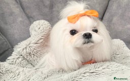 Maltese dogs for sale: ✨💫Tiny Exquisite Bambelina Maltese 💫✨ - Image 14