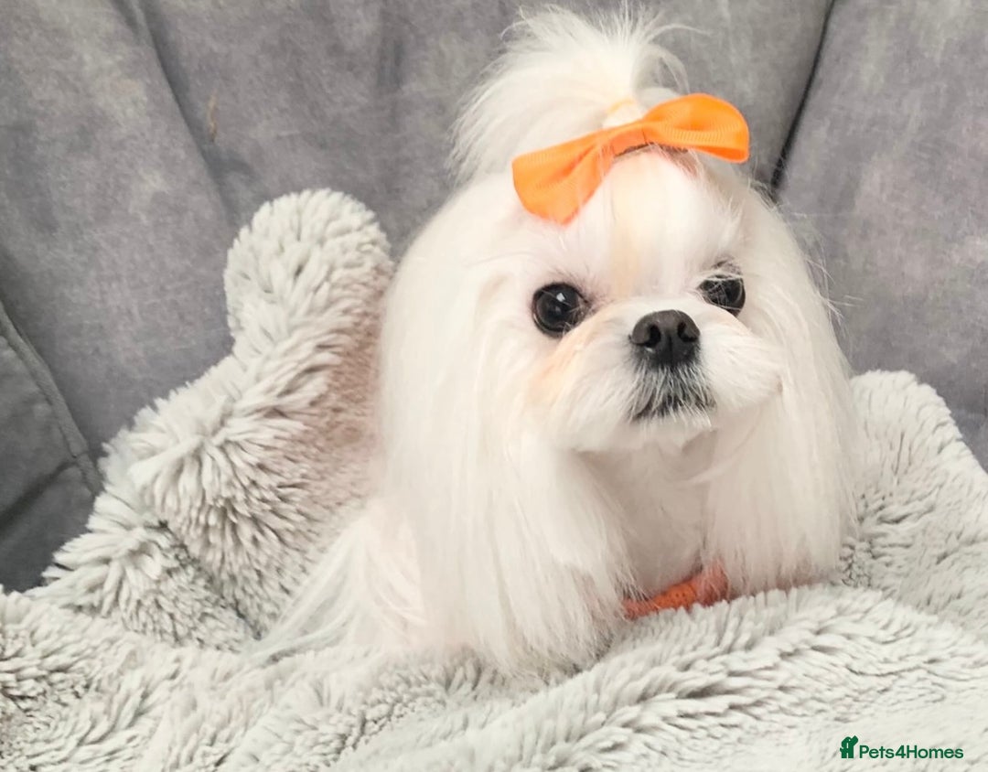 Maltese dogs for sale: ✨💫Tiny Exquisite Bambelina Maltese 💫✨ - Image 14