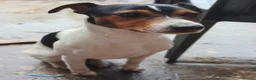 Jack Russell dogs for stud: 2x jack russell for stud in Doncaster - Advert 5
