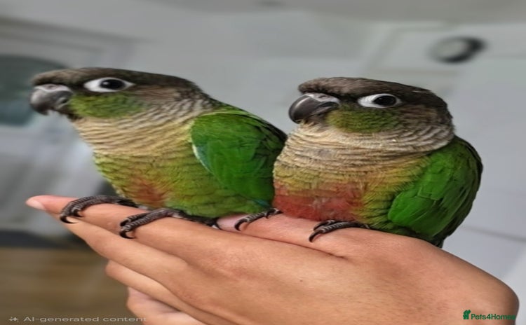 Parrots birds Handreared Baby Green Cheek Tame Conures  - Advert 4