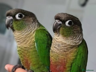 Parrots birds Handreared Baby Green Cheek Tame Conures - Advert 14