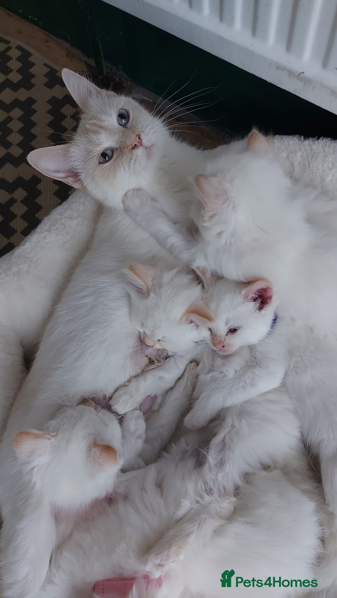 Siamese cats for sale: Ready to Leave Flame Point Siamese Kittens - Image 28