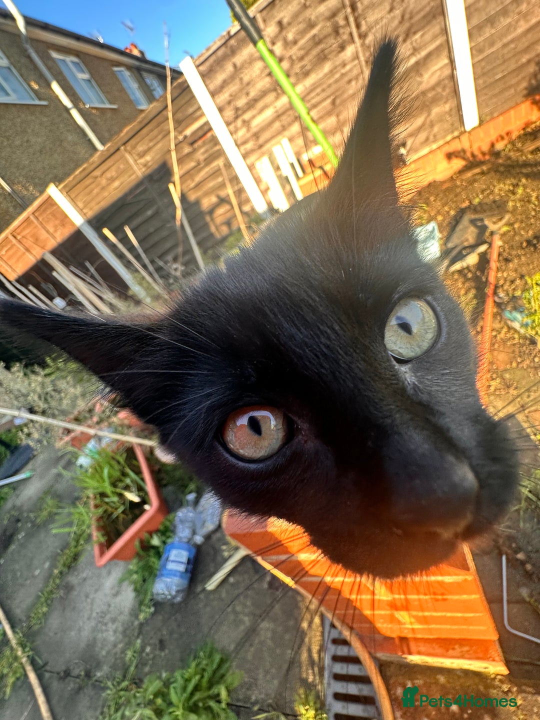 Mixed Breed cats for sale: Hybrid-Breed Kittens Available – Raised With Love - Advert 23