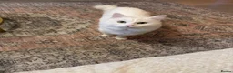 Turkish Angora cats for sale: A sweet boy in Hemel Hempstead - Advert 2