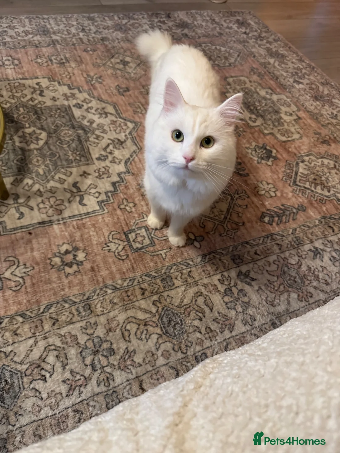 Turkish Angora cats for sale: A sweet boy in Hemel Hempstead - Advert 2