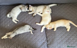 British Shorthair cats for sale: 5 Stunning British Shorthair - Image 37