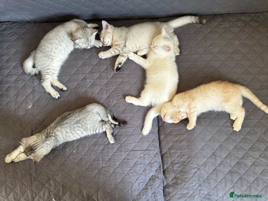 British Shorthair cats for sale: 5 Stunning British Shorthair - Image 37