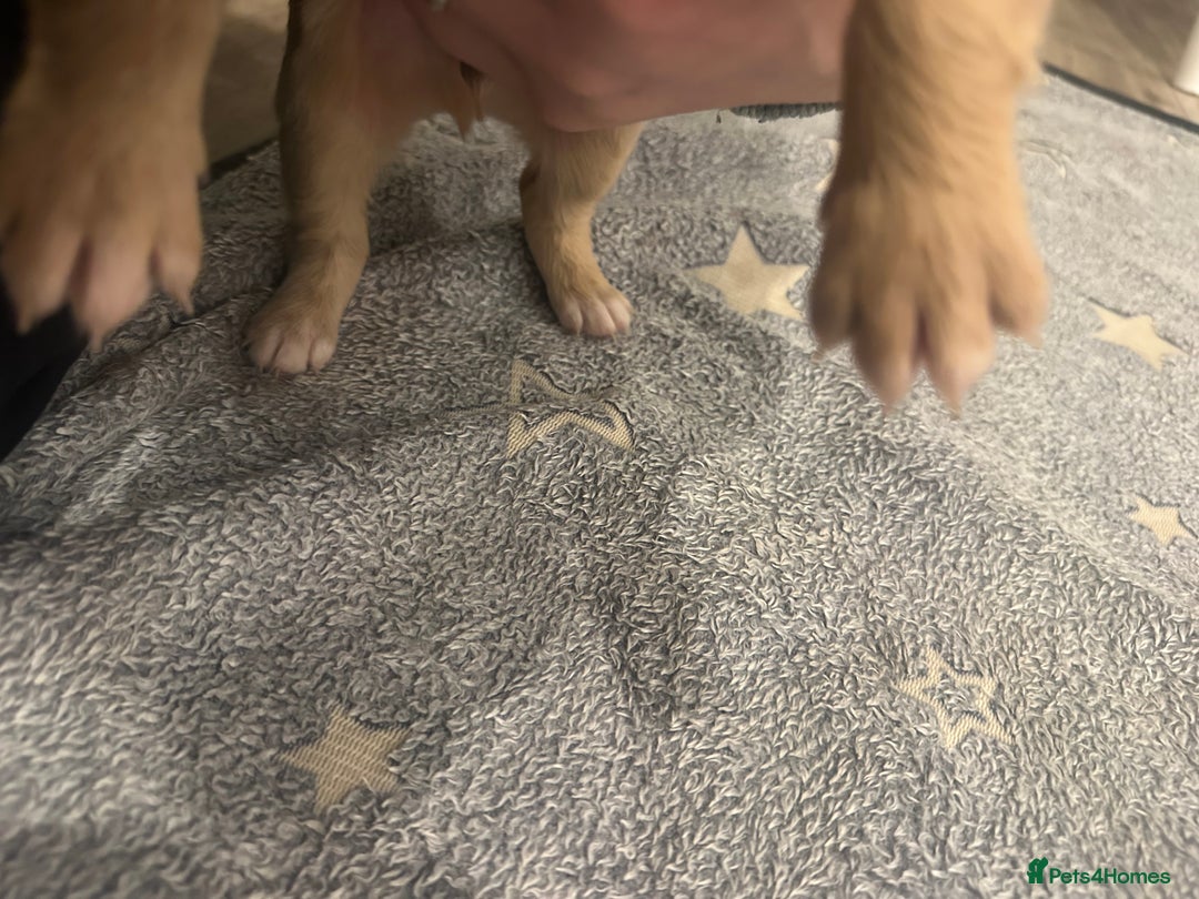 Mixed Breed dogs for sale: Golden Cocker Retriever Puppies  - Advert 7